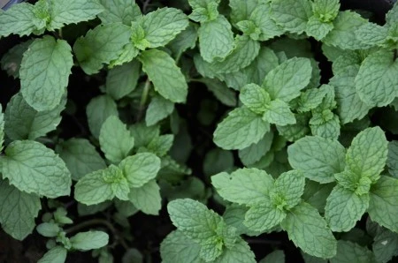 Specialty Crops